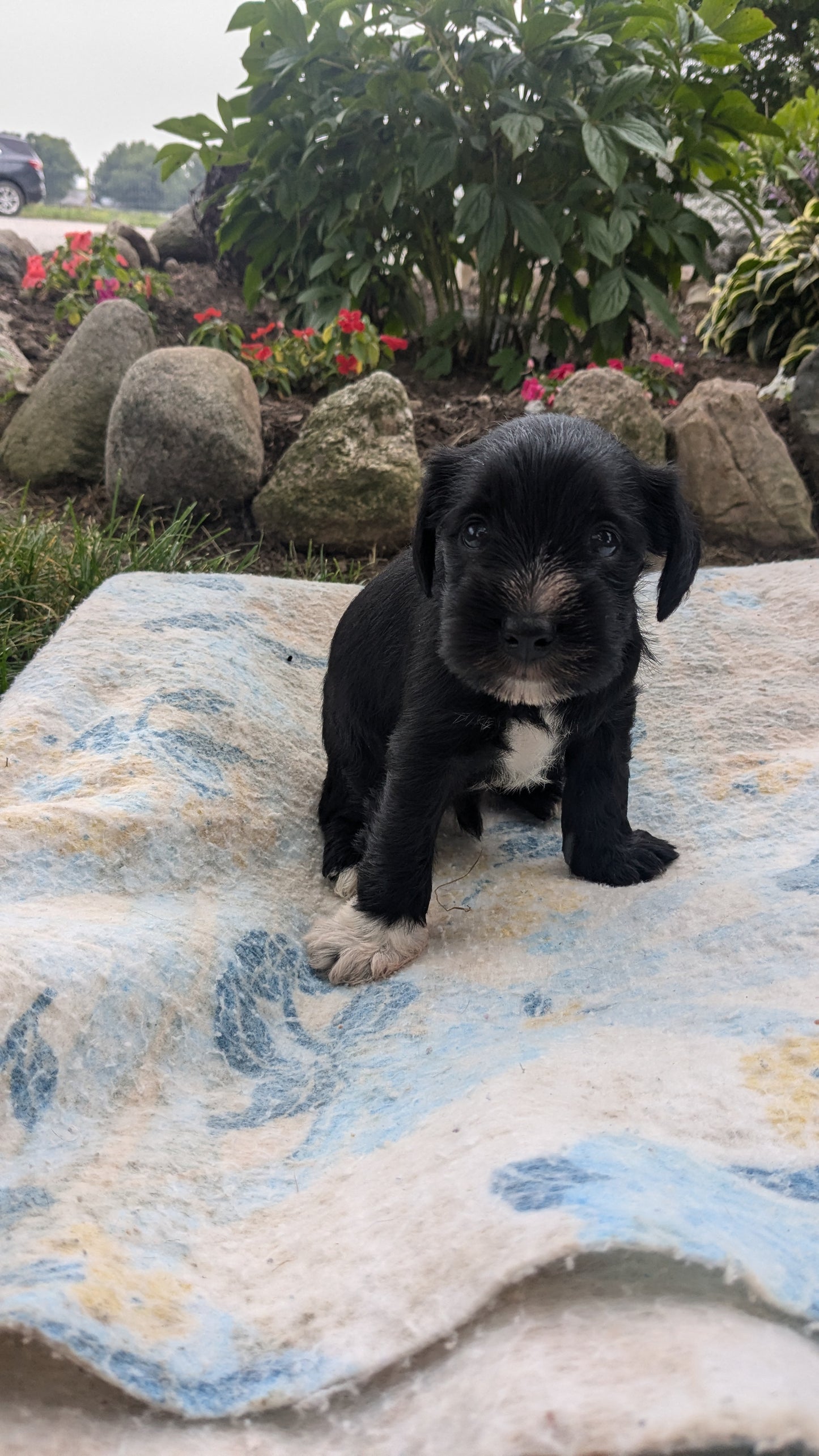 MINI SCHNAUZER (07/15) MALE