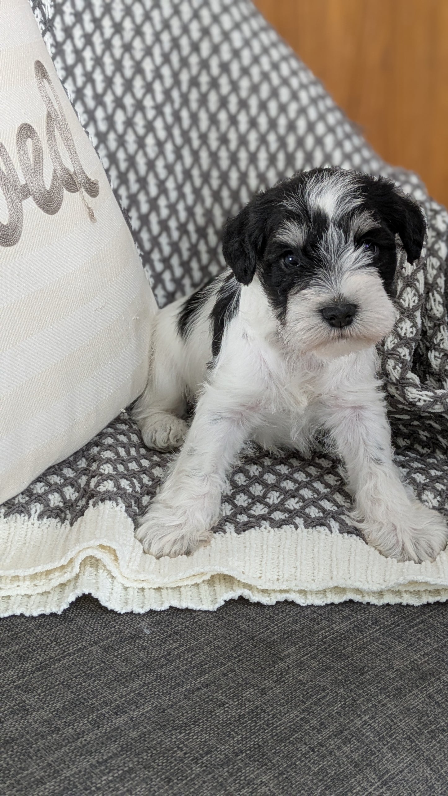 MINI SCHNAUZER (01/20) MALE