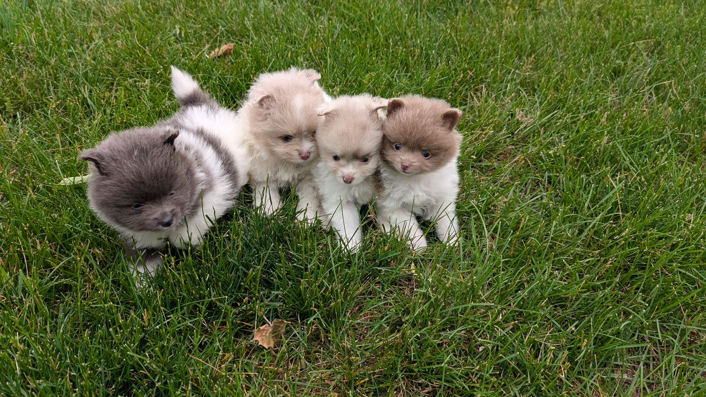 POMERANIAN (04/22) MALE