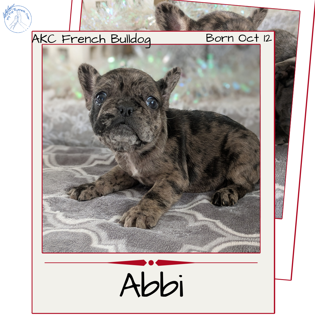 FRENCH BULLDOG (10/12) FEMALE