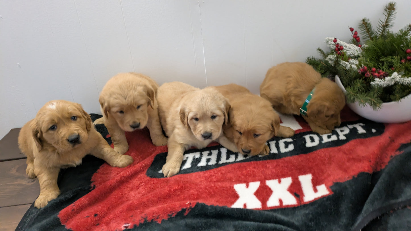 GOLDEN RETRIEVER (11/13) FEMALE