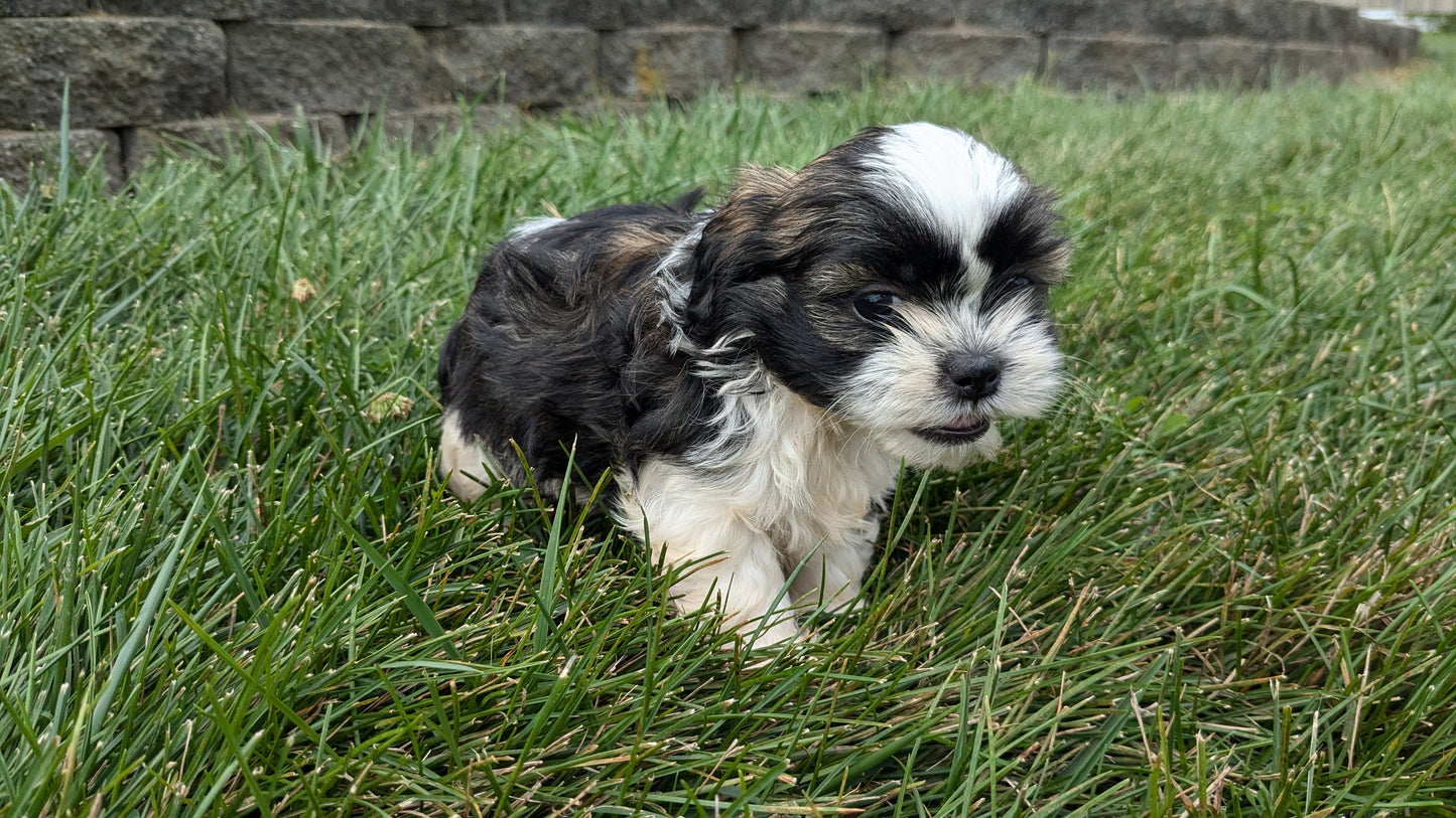 SHIH TZU (06/23) FEMALE