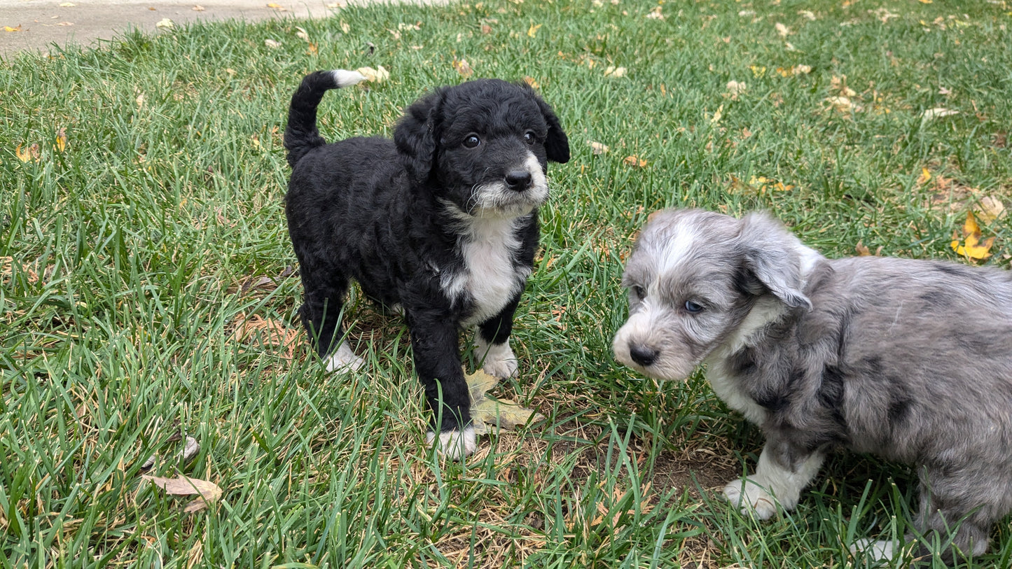 MINI BERNEDOODLE (09/24) FEMALE