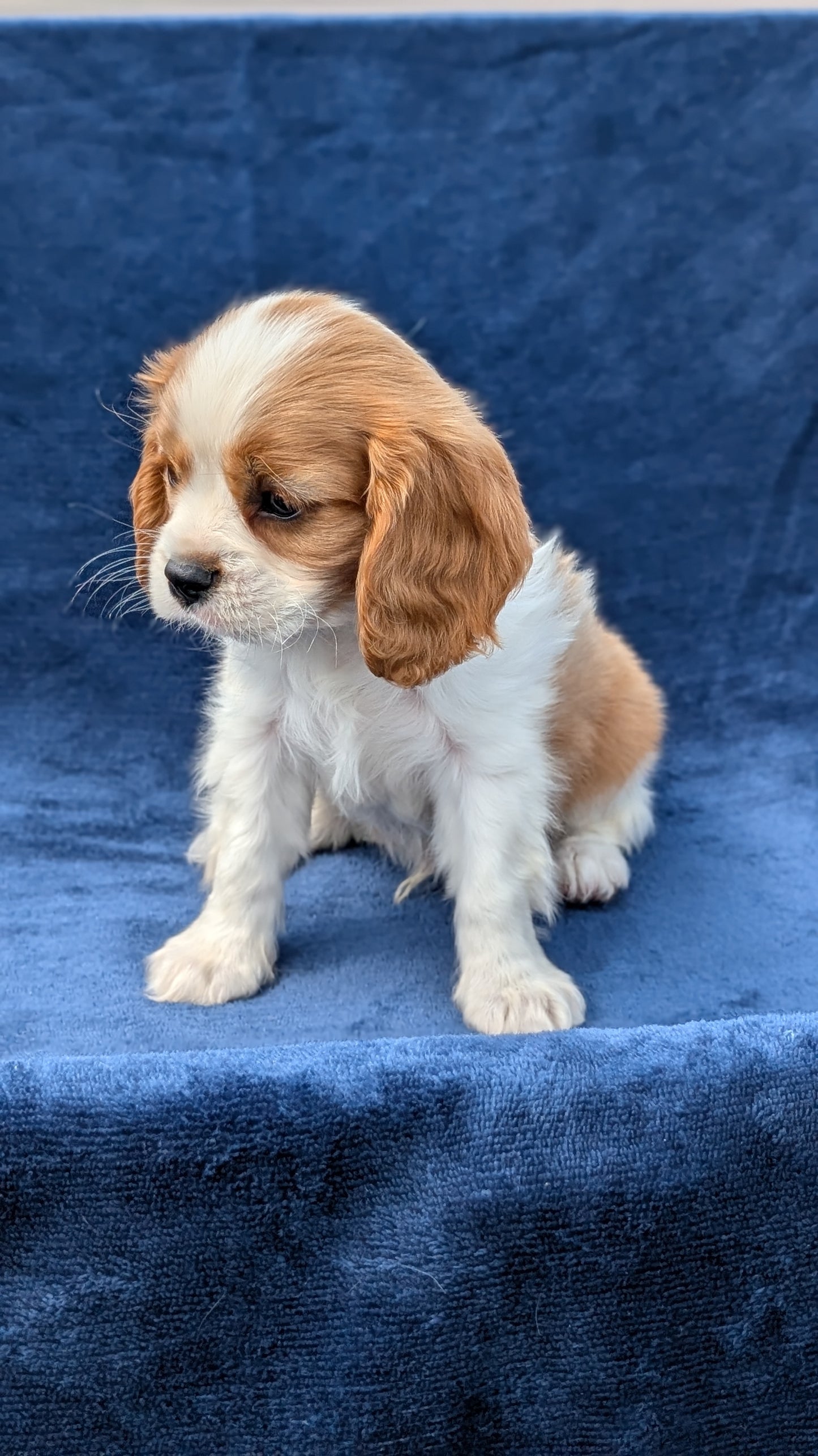 CAVALIER (05/19) MALE
