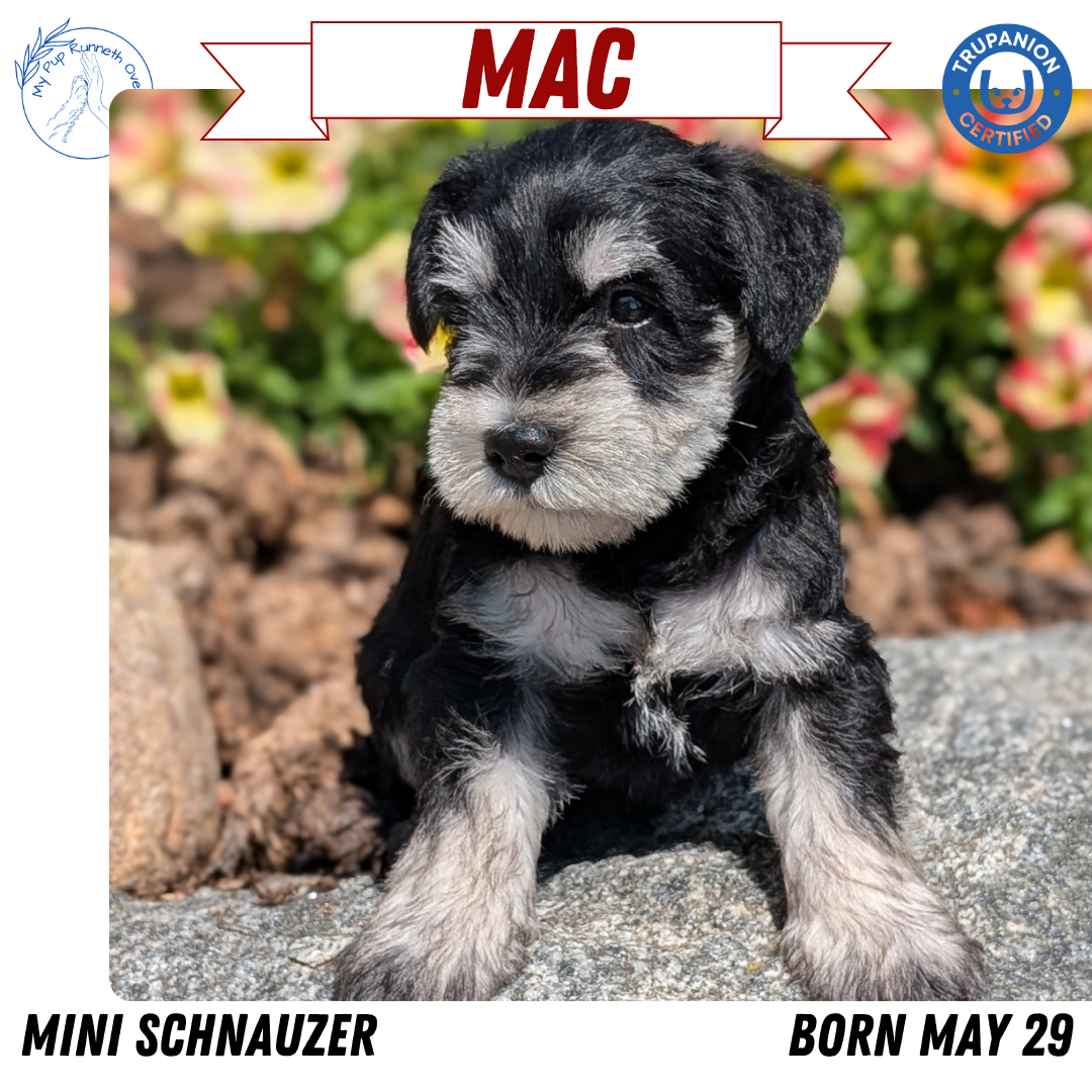 MINI SCHNAUZER (05/29) MALE