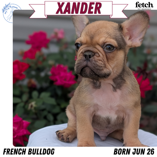 FRENCH BULLDOG (JUN 26) 2 MALES