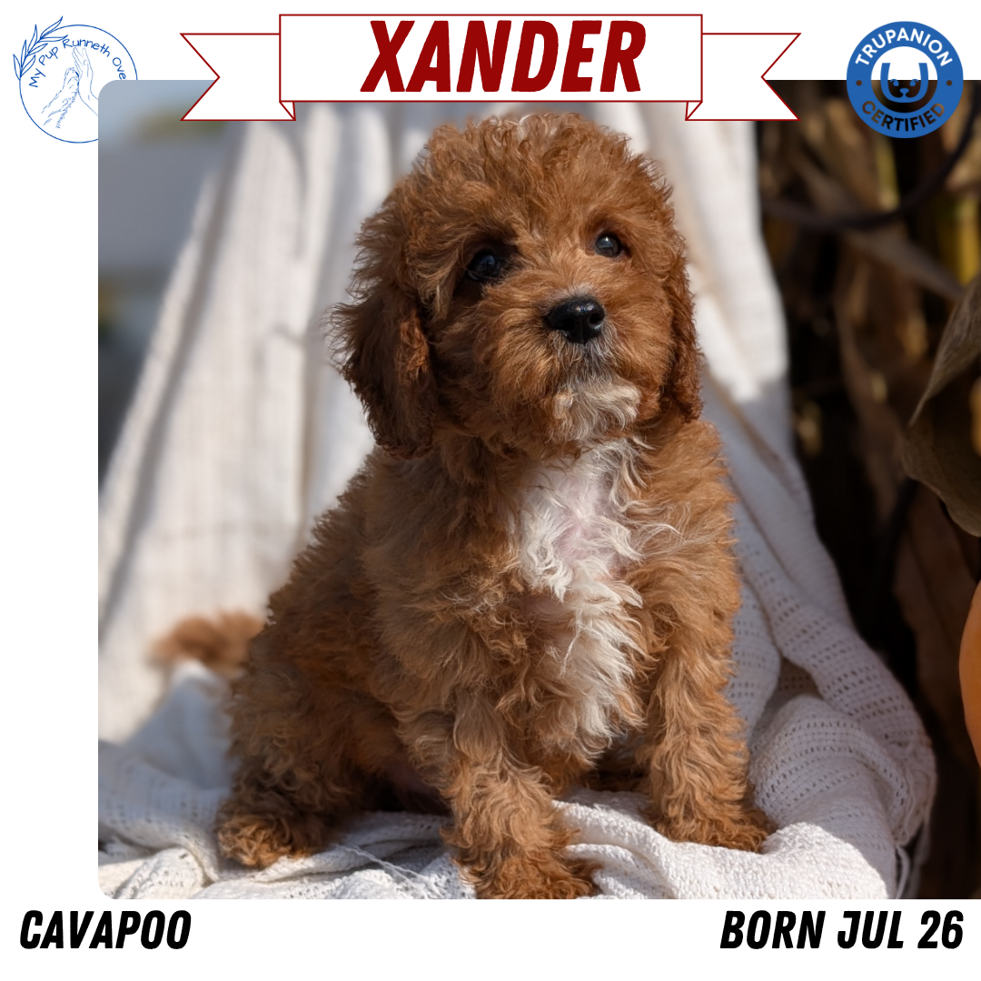 CAVAPOO (07/26) MALE