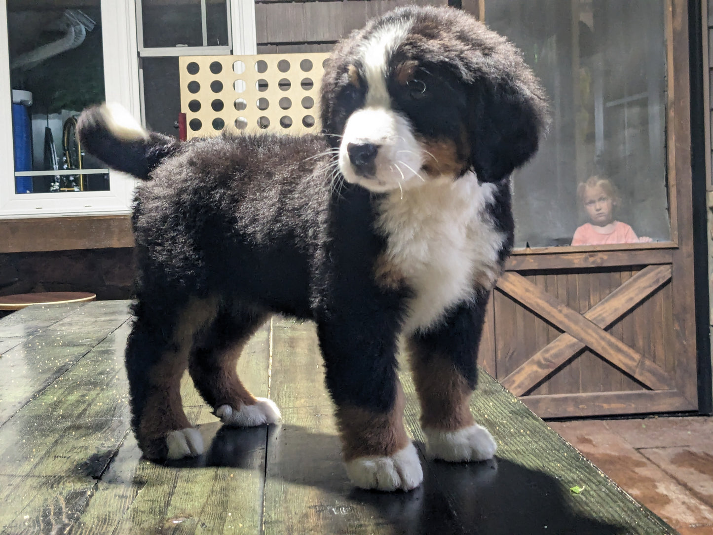 BERNESE MOUNTAIN DOG (03/21) FEMALE