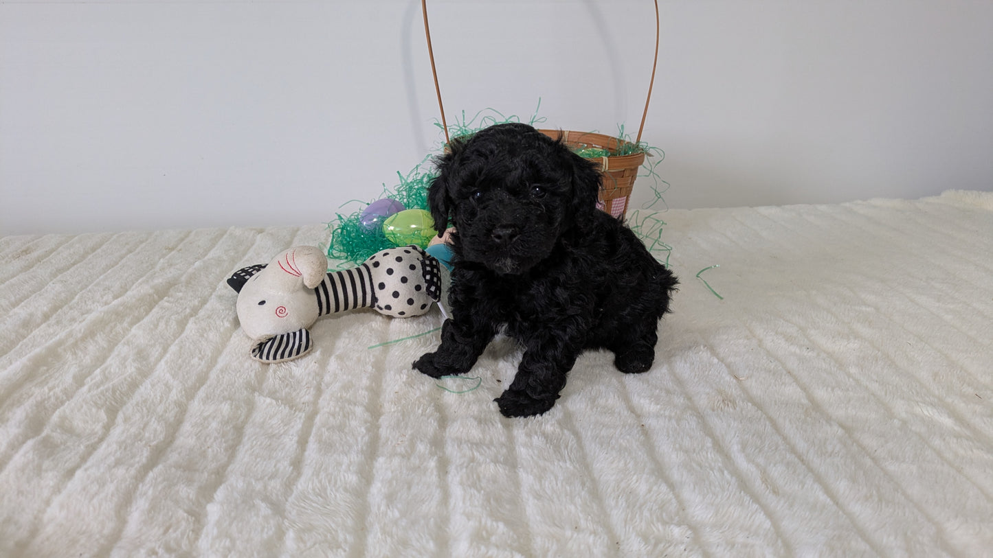 MINI POODLE (03/13) MALE