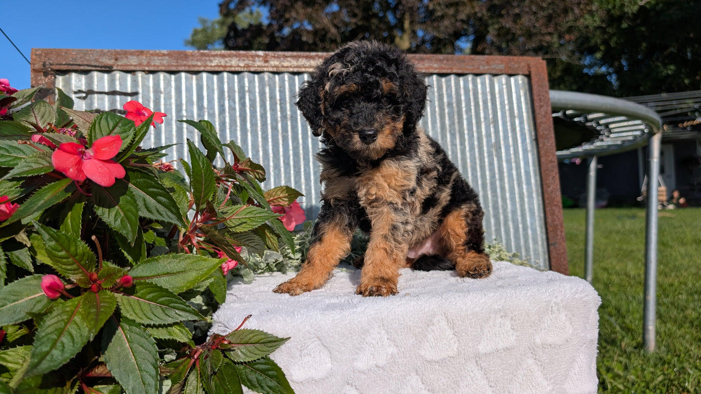 TOY POODLE (07/06) MALE