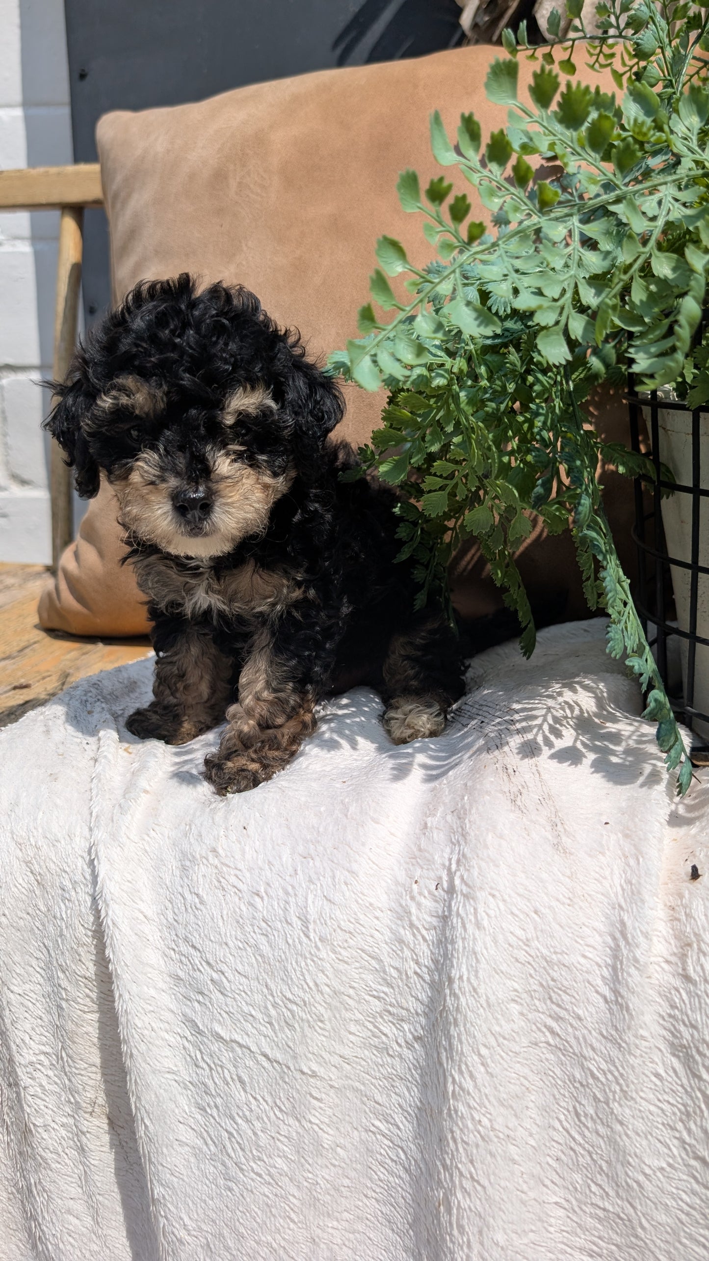 HAVAPOO (06/26) FEMALE