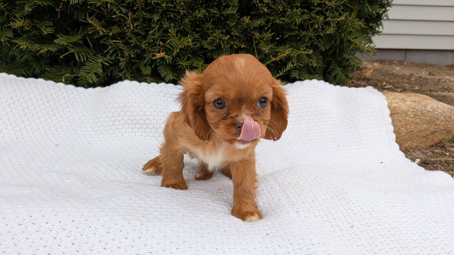 CAVALIER (02/10) FEMALE