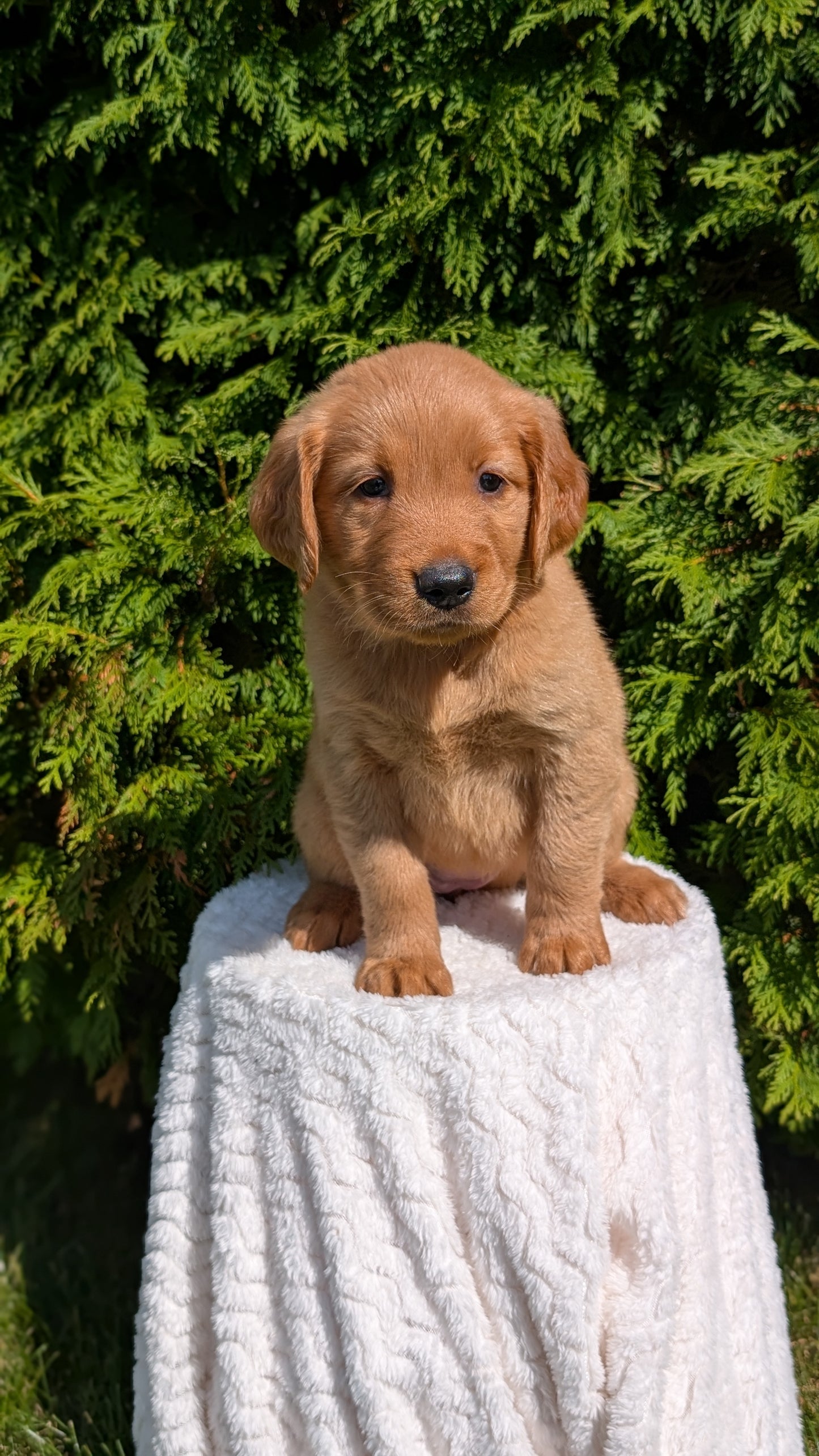 GOLDEN RETRIEVER (07/16) FEMALE