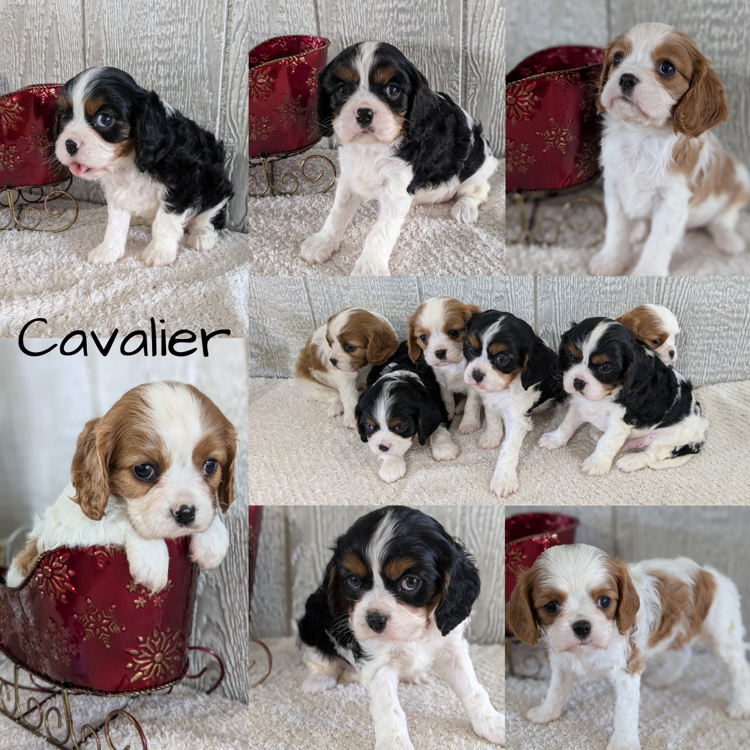 CAVALIER (09/12) MALE