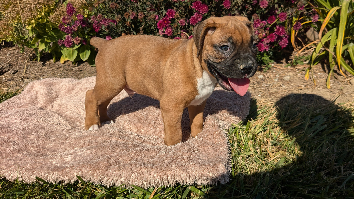 BOXER (09/08) MALE