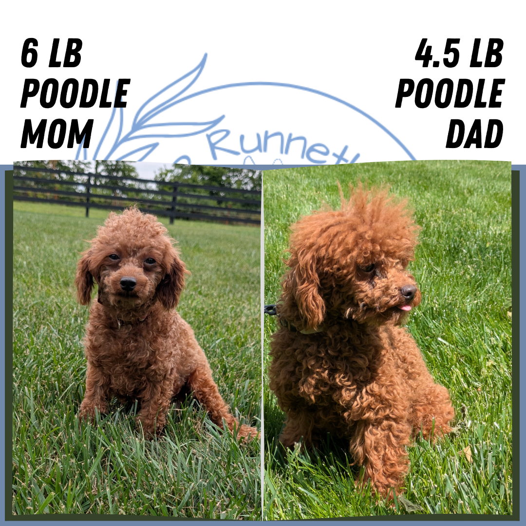 TOY POODLE (07/01) MALE