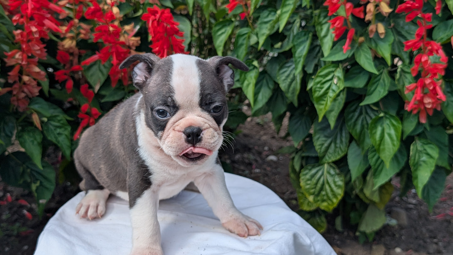 FRENCHTON (06/25) MALE