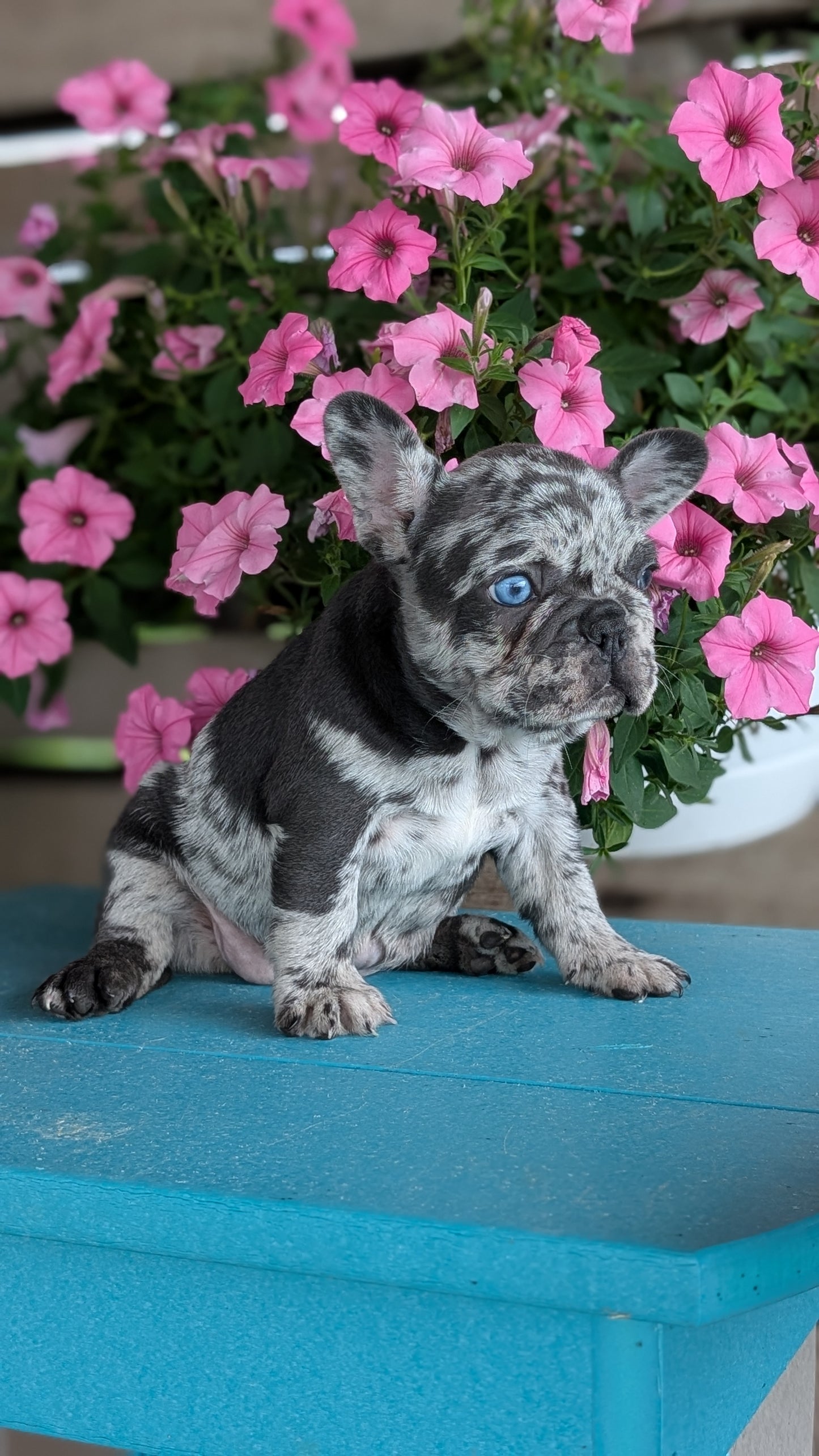 FRENCH BULLDOG (06/30) FEMALE