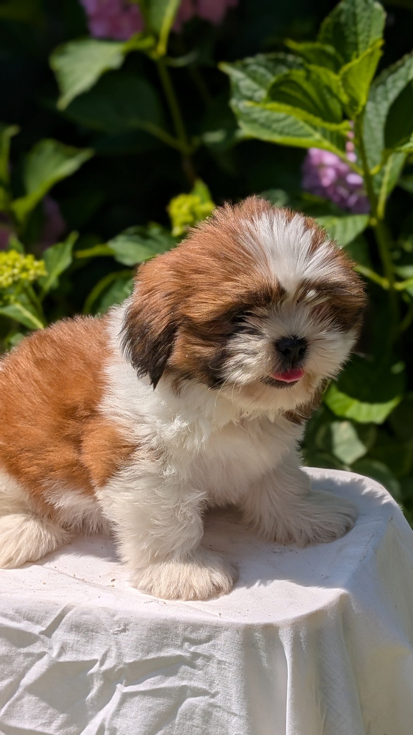 SHIH TZU (05/17) FEMALE