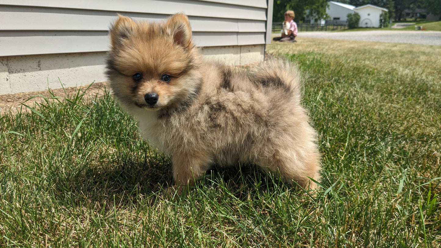 POMERANIAN (04/15) MALE