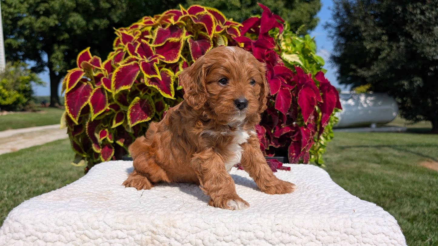 CAVAPOO (07/06) MALE