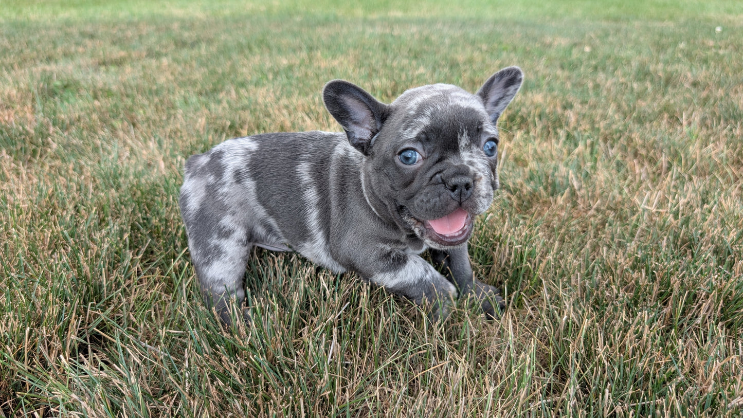FRENCH BULLDOG (06/30) FEMALE