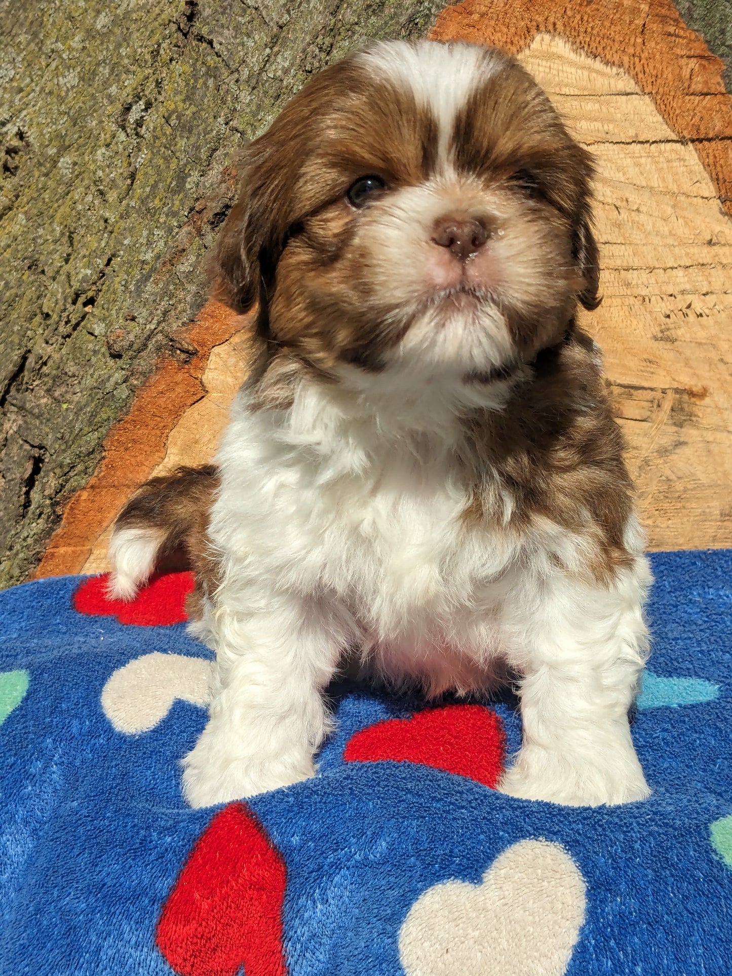SHIH TZU (03/11) MALE