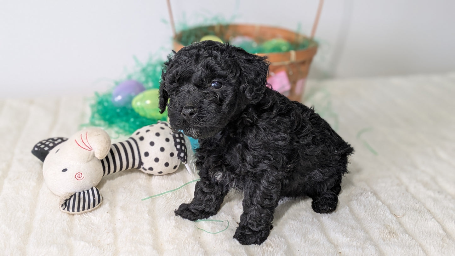 MINI POODLE (03/13) MALE