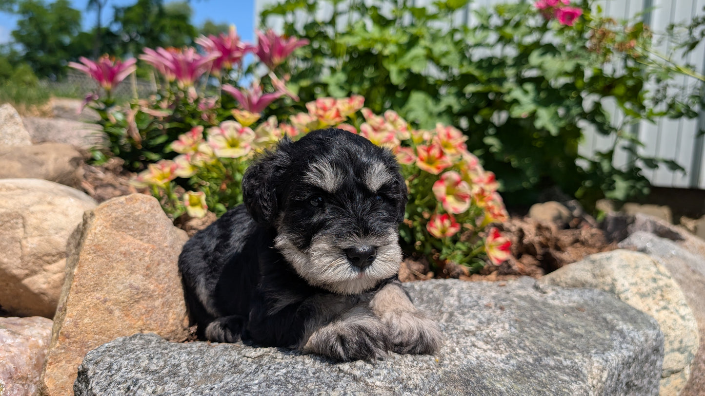 MINI SCHNAUZER (05/29) MALE