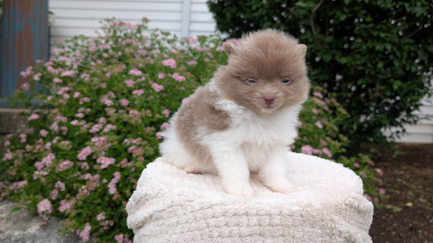 POMERANIAN (04/22) MALE
