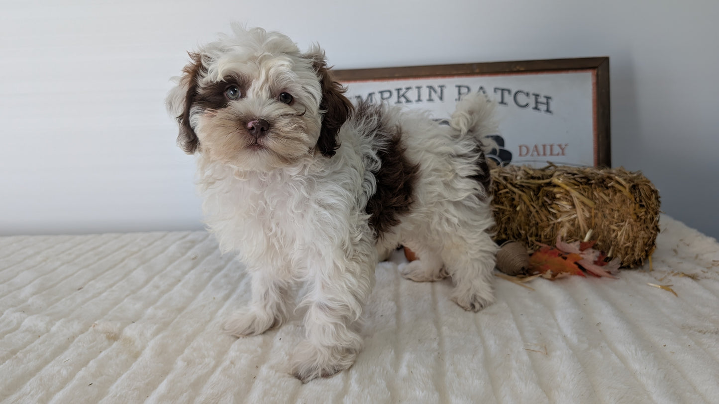 SHIHPOO (07/26) MALE