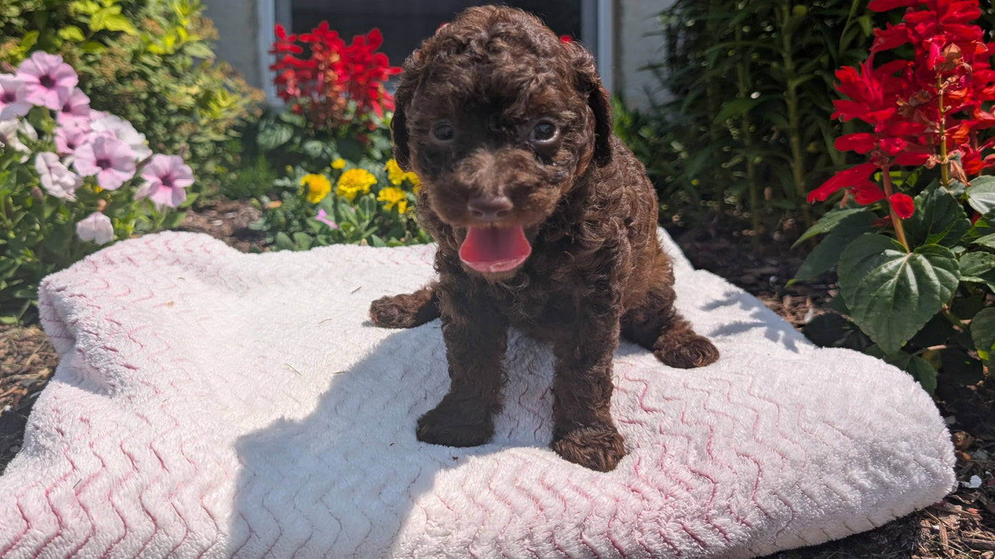TOY POODLE (06/23) FEMALE