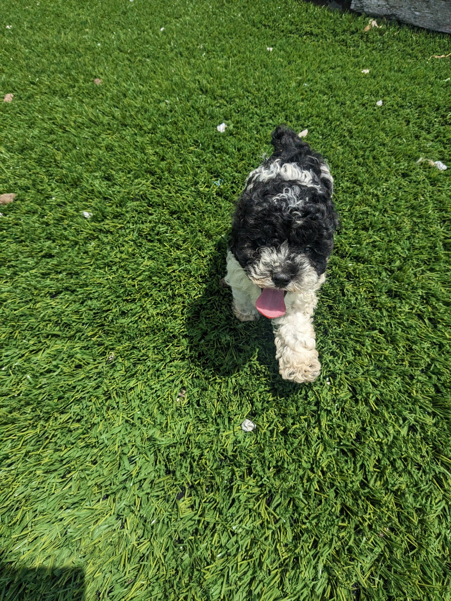 TOY POODLE (03/16) FEMALE
