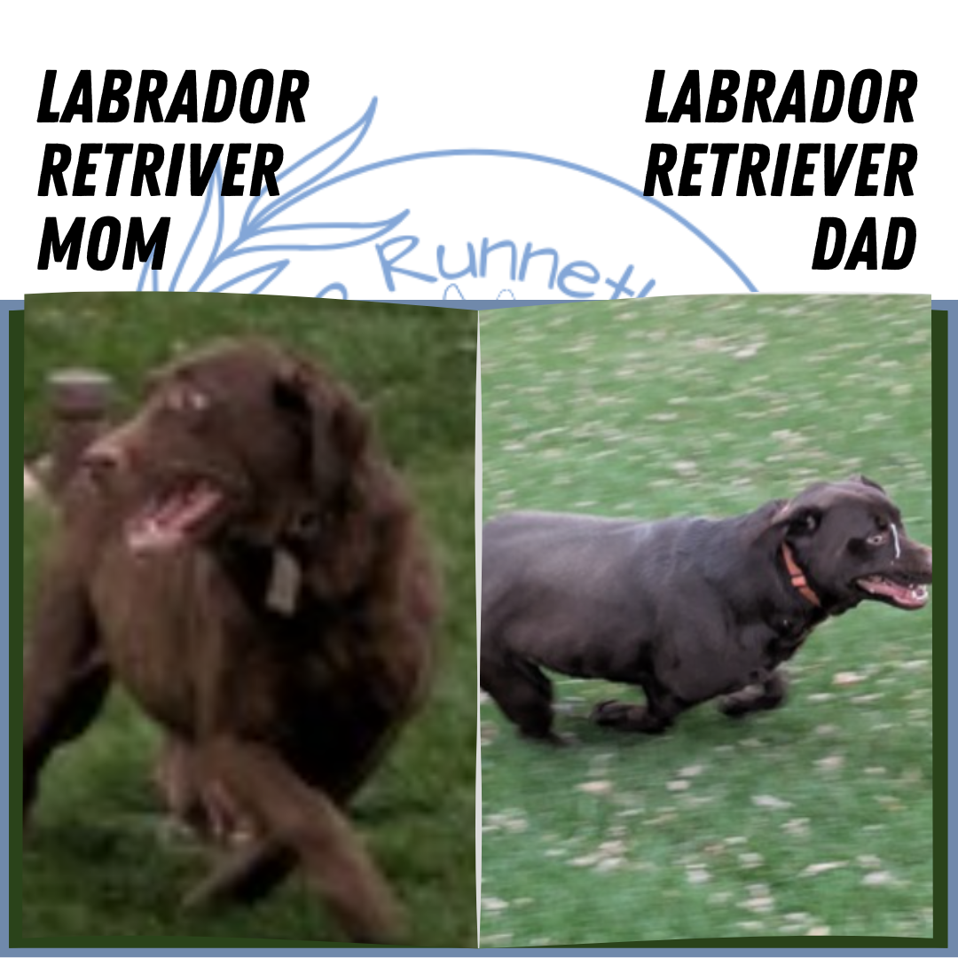 LABRADOR RETRIEVER (05/21) MALE