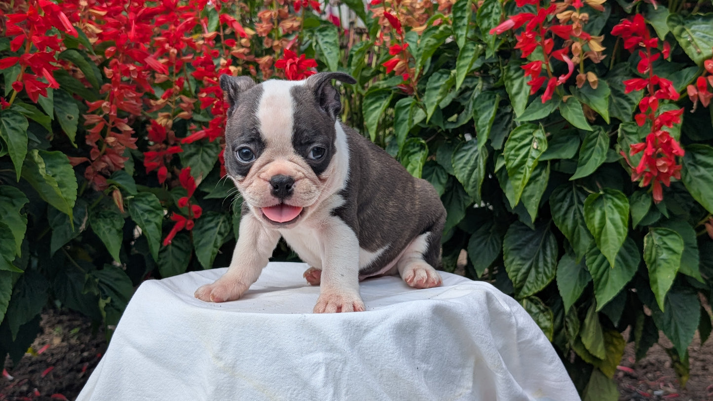 FRENCHTON (06/25) MALE