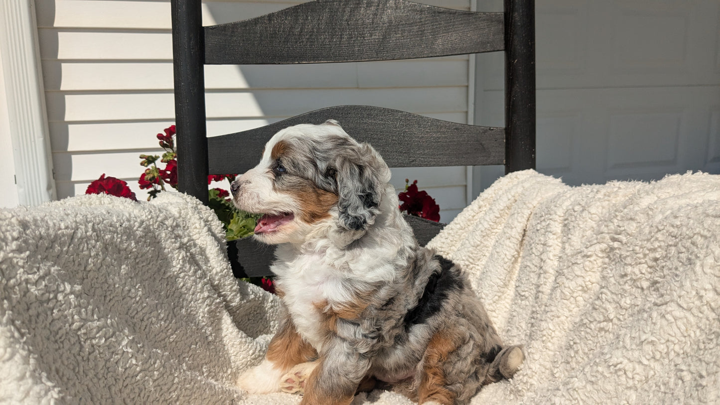 BERNEDOODLE (07/15) FEMALE
