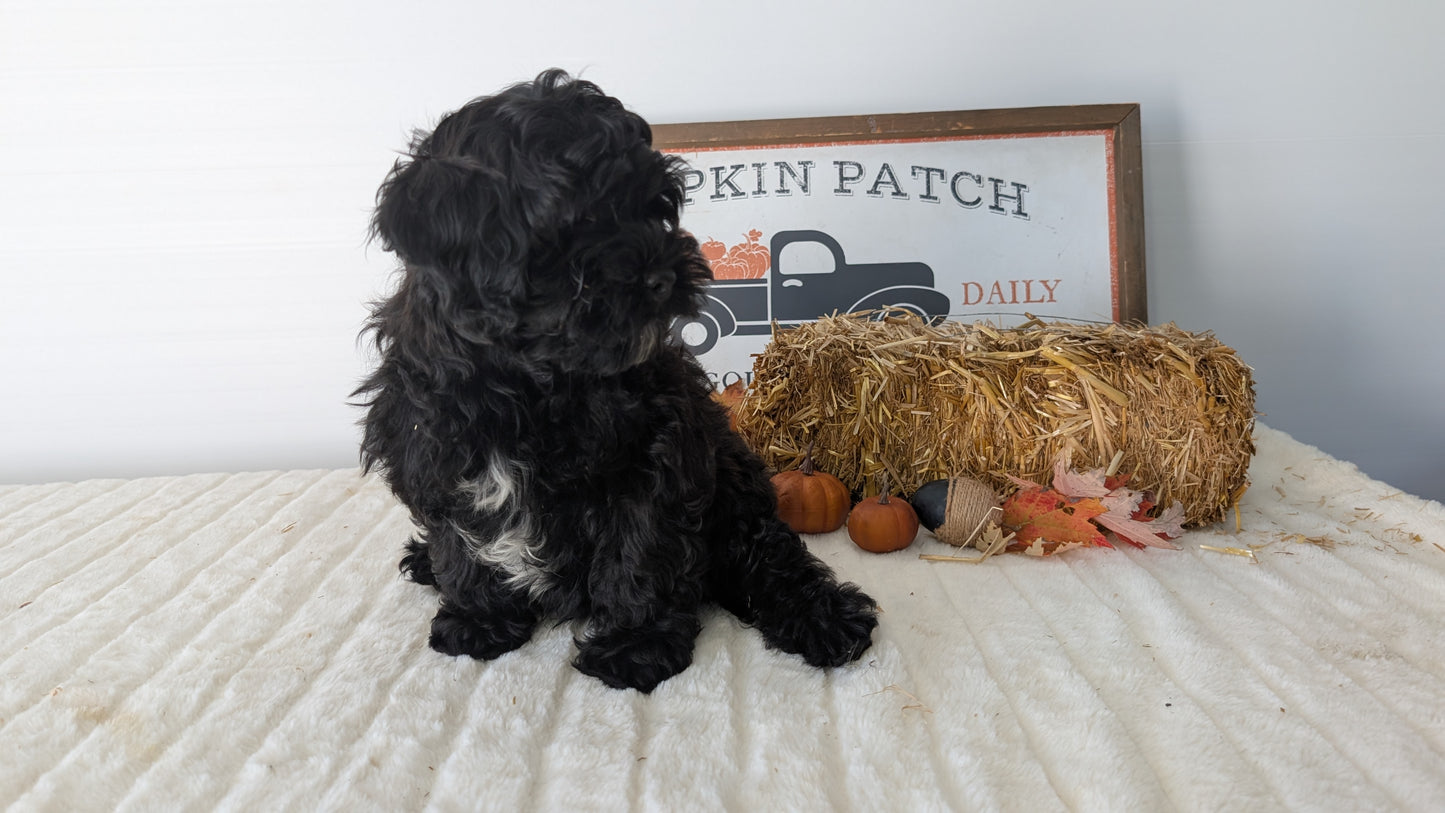 SHIHPOO (07/26) MALE