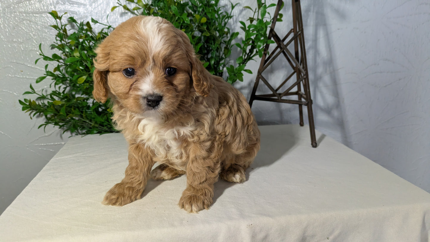 CAVAPOO (02/17) MALE