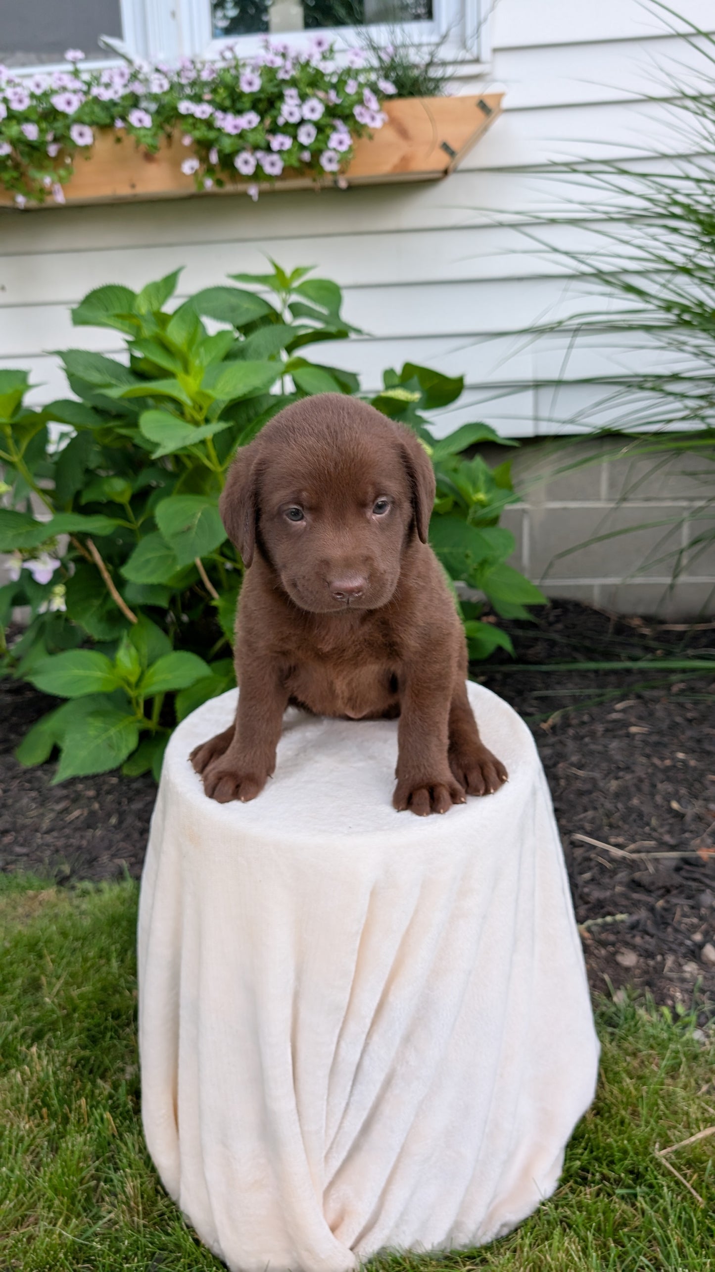 LABRADOR RETRIEVER (05/21) MALE