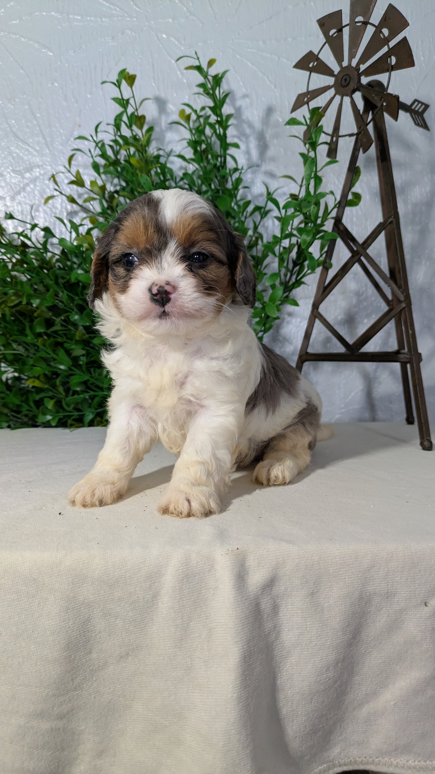 CAVAPOO (02/17) MALE