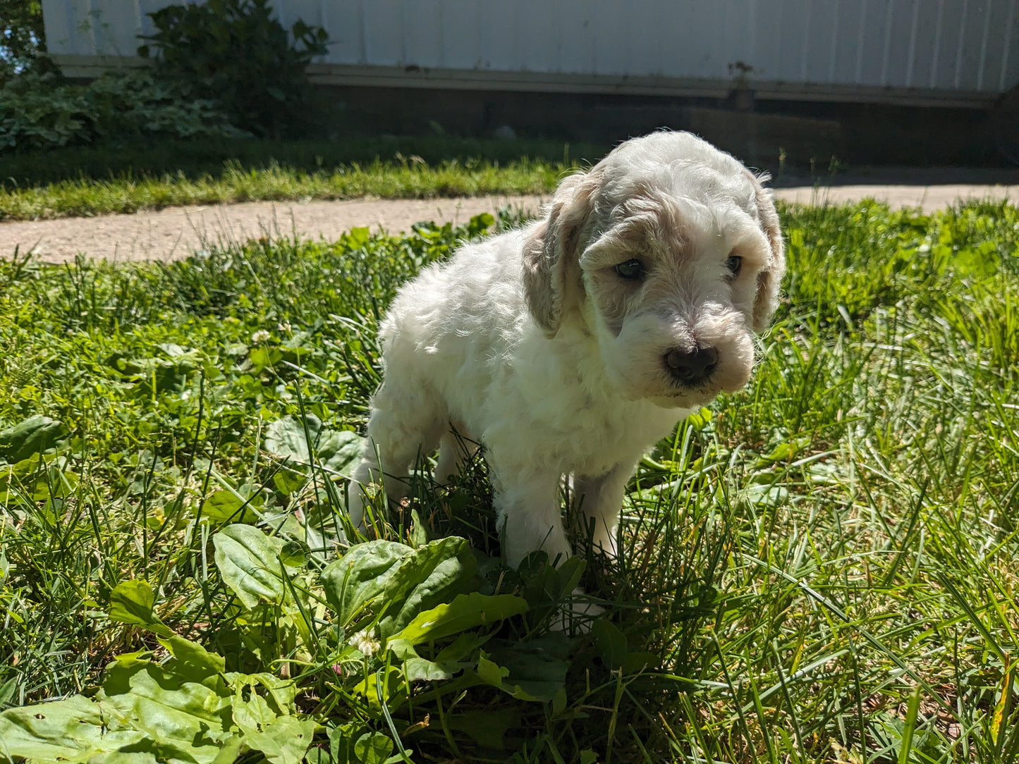 MINI POODLE (04/27) MALE