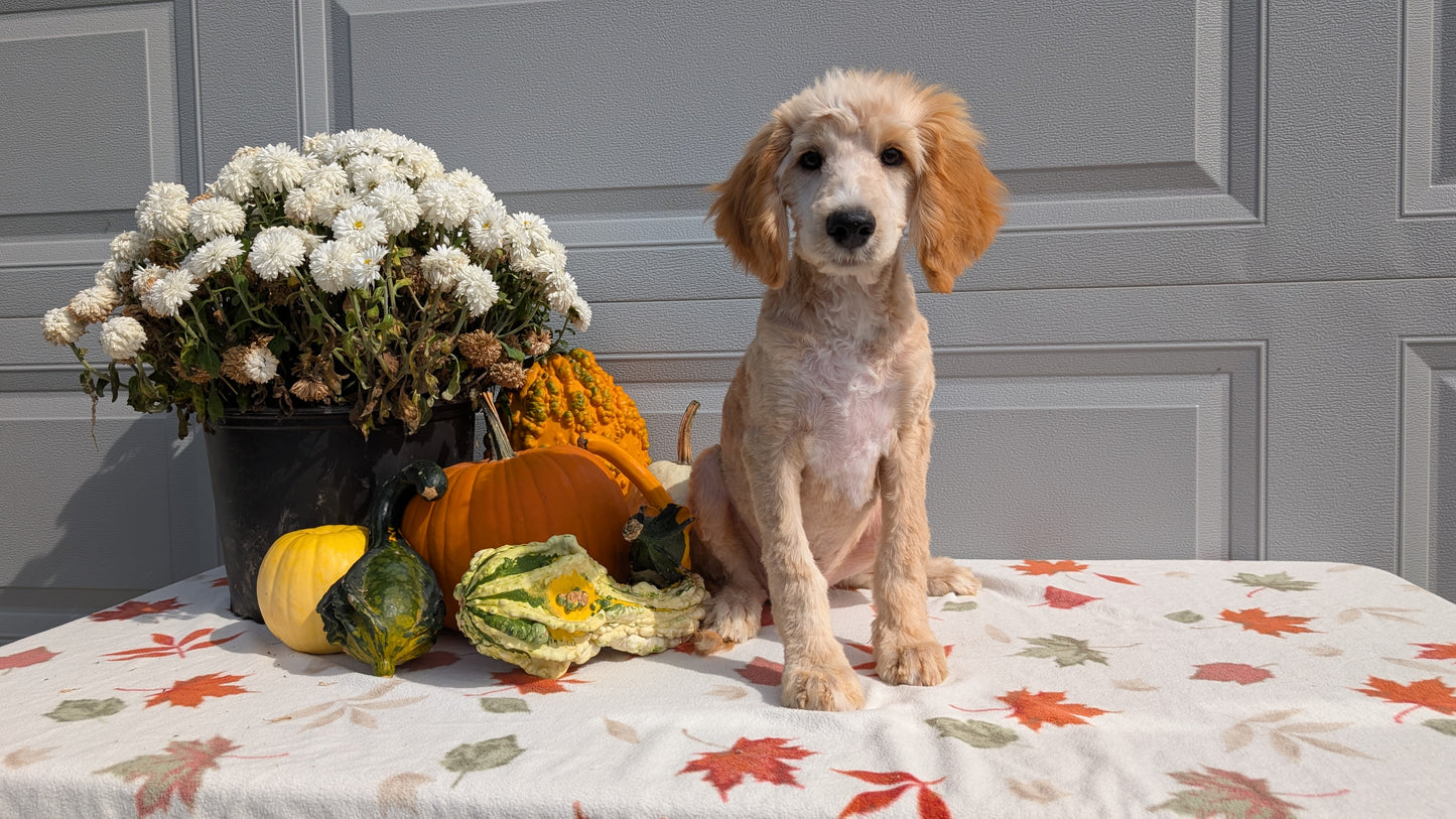 MINI AUSSIEDOODLE (06/21) MALE