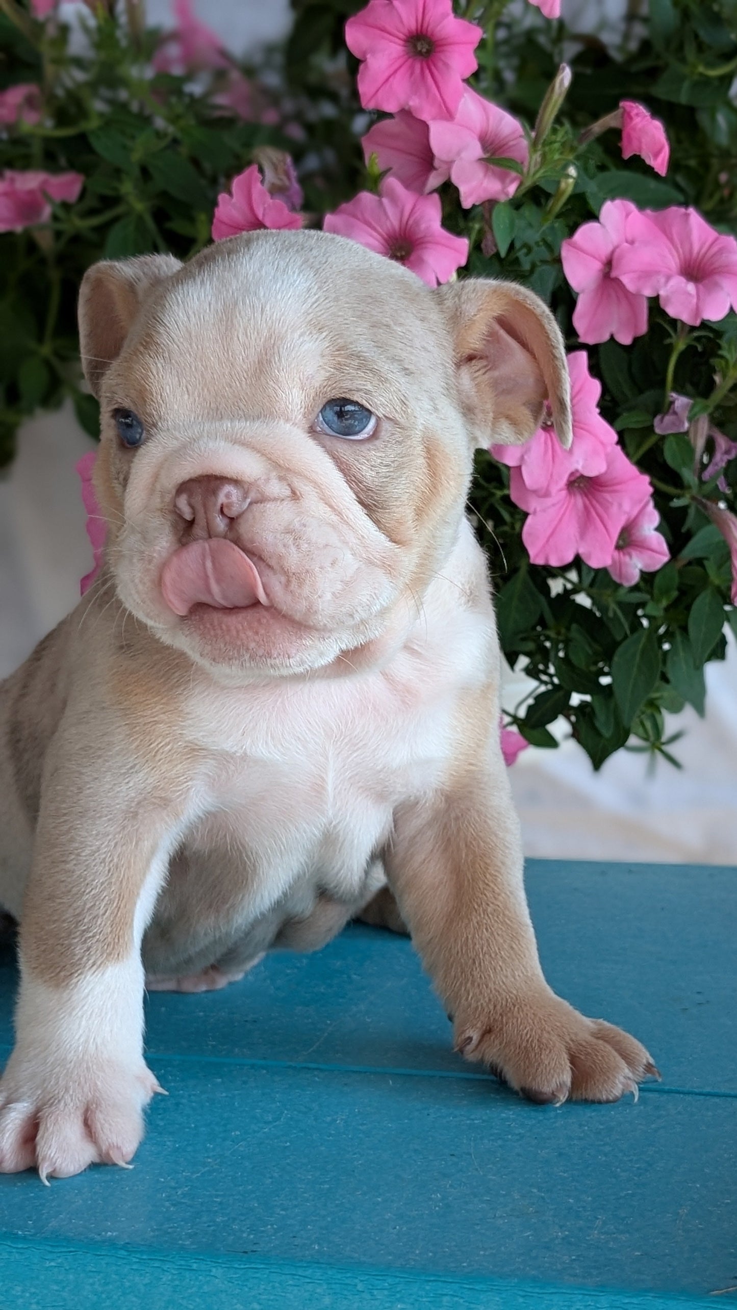 ENGLISH BULLDOG (06/30) MALE