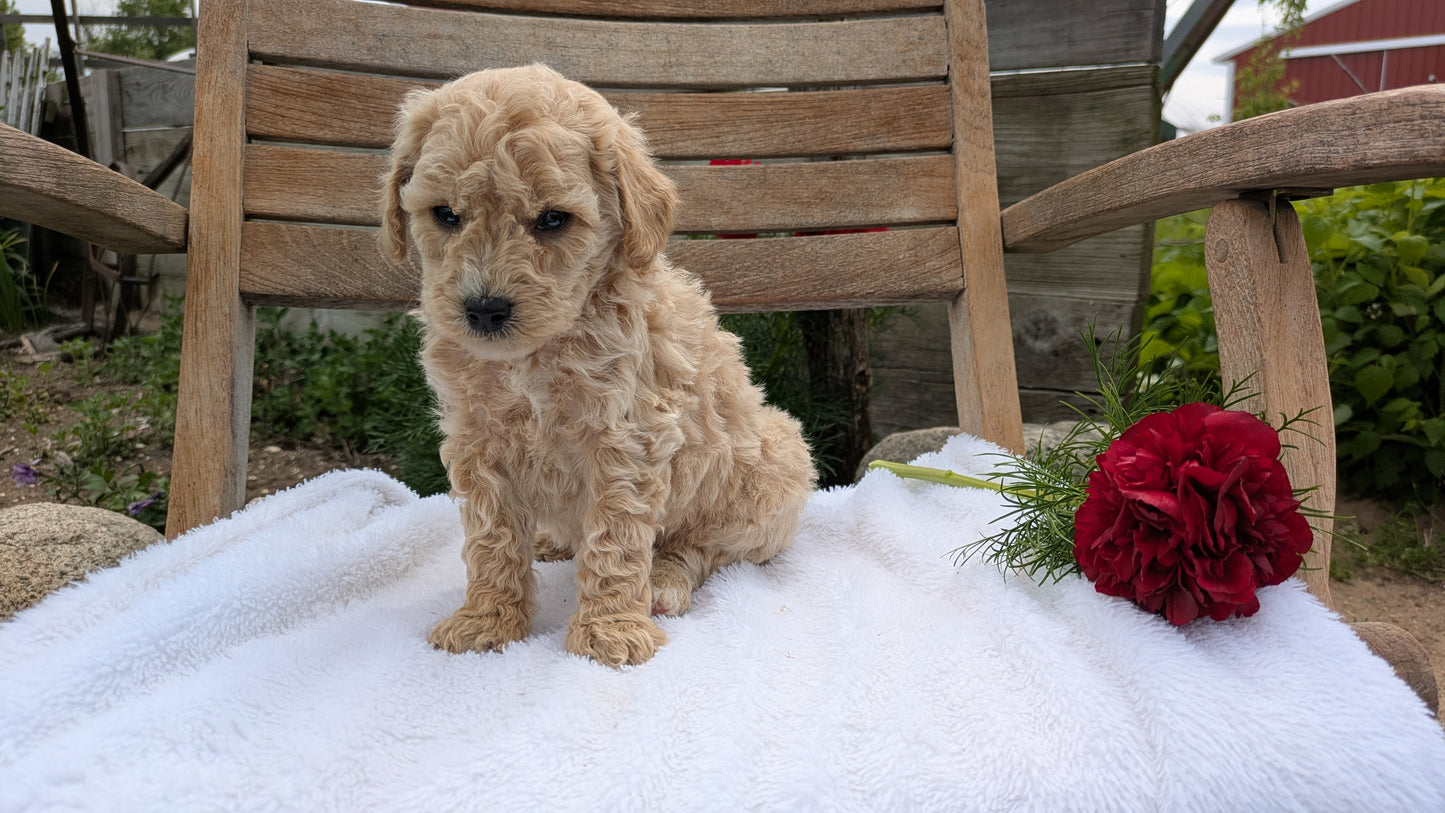 MINI POODLE (03/30) MALE