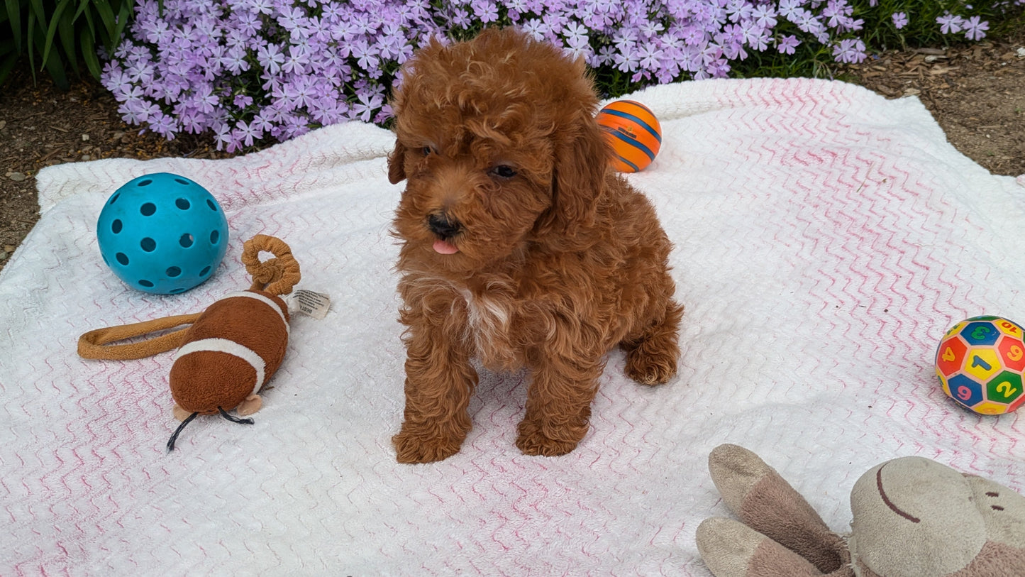 MALTIPOO (03/15) MALE