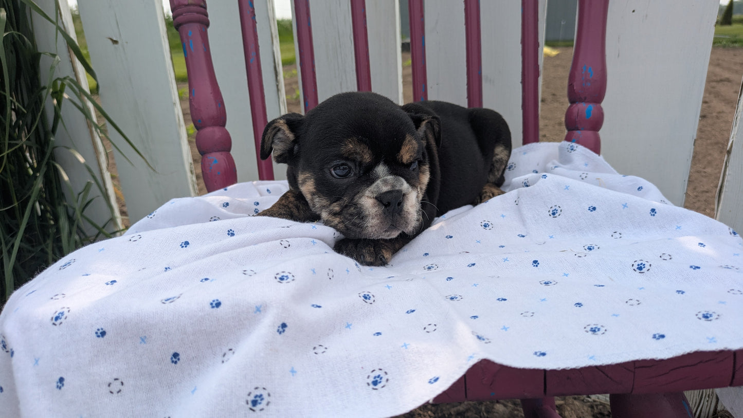 ENGLISH BULLDOG (04/18) MALE
