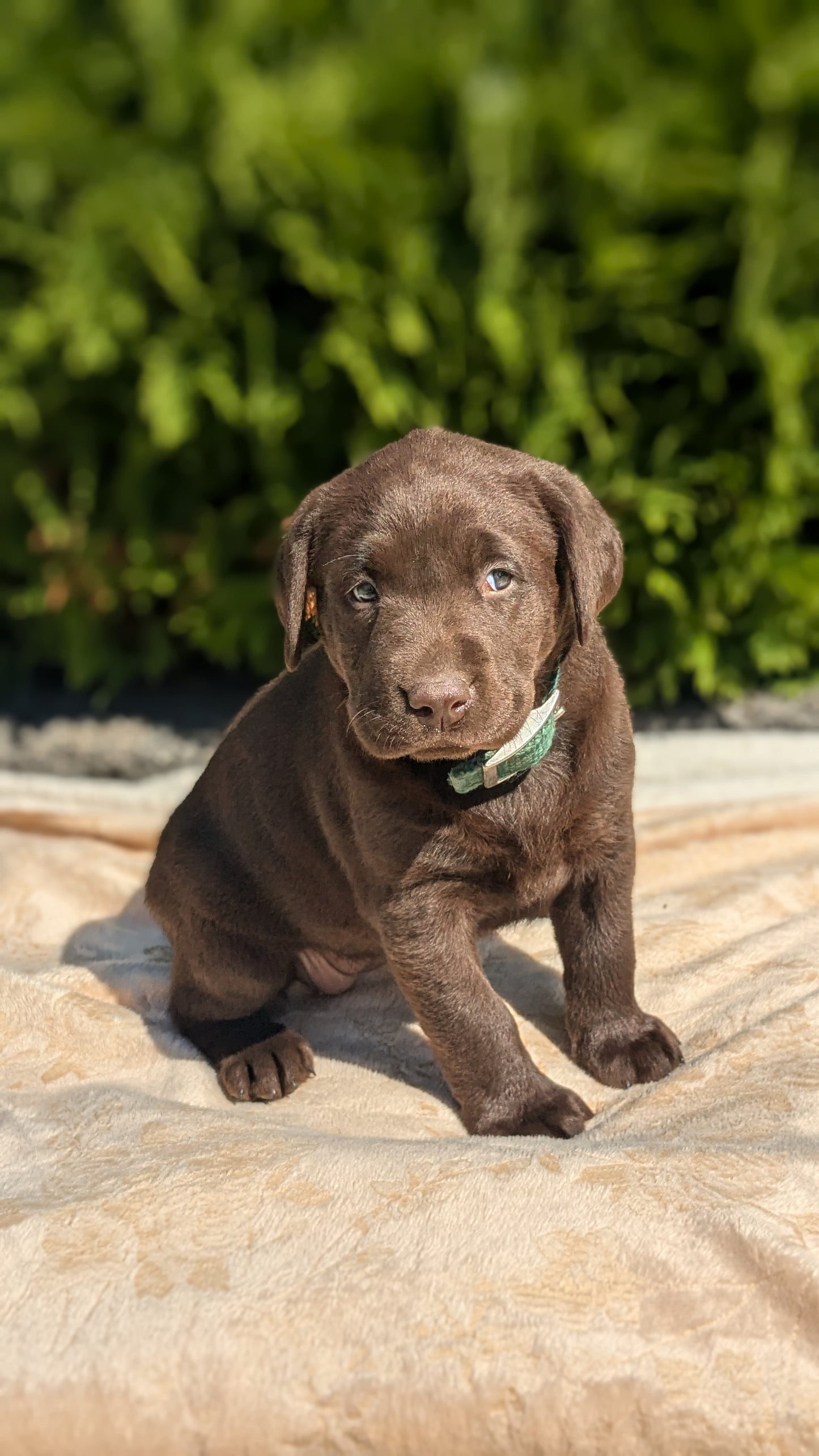 LABRADOR RETRIEVER (08/05) FEMALE