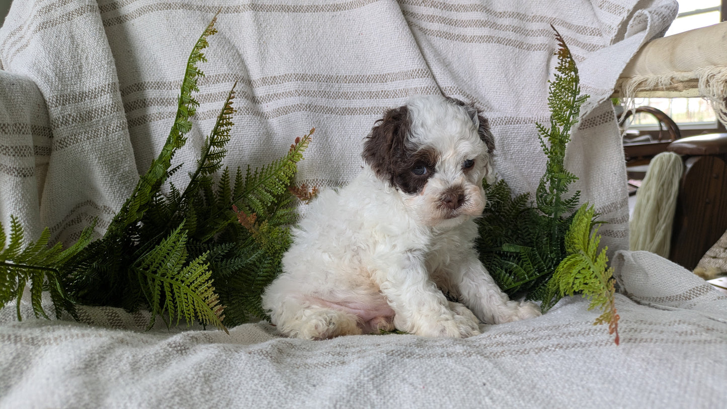 COCKAPOO (03/03) FEMALE