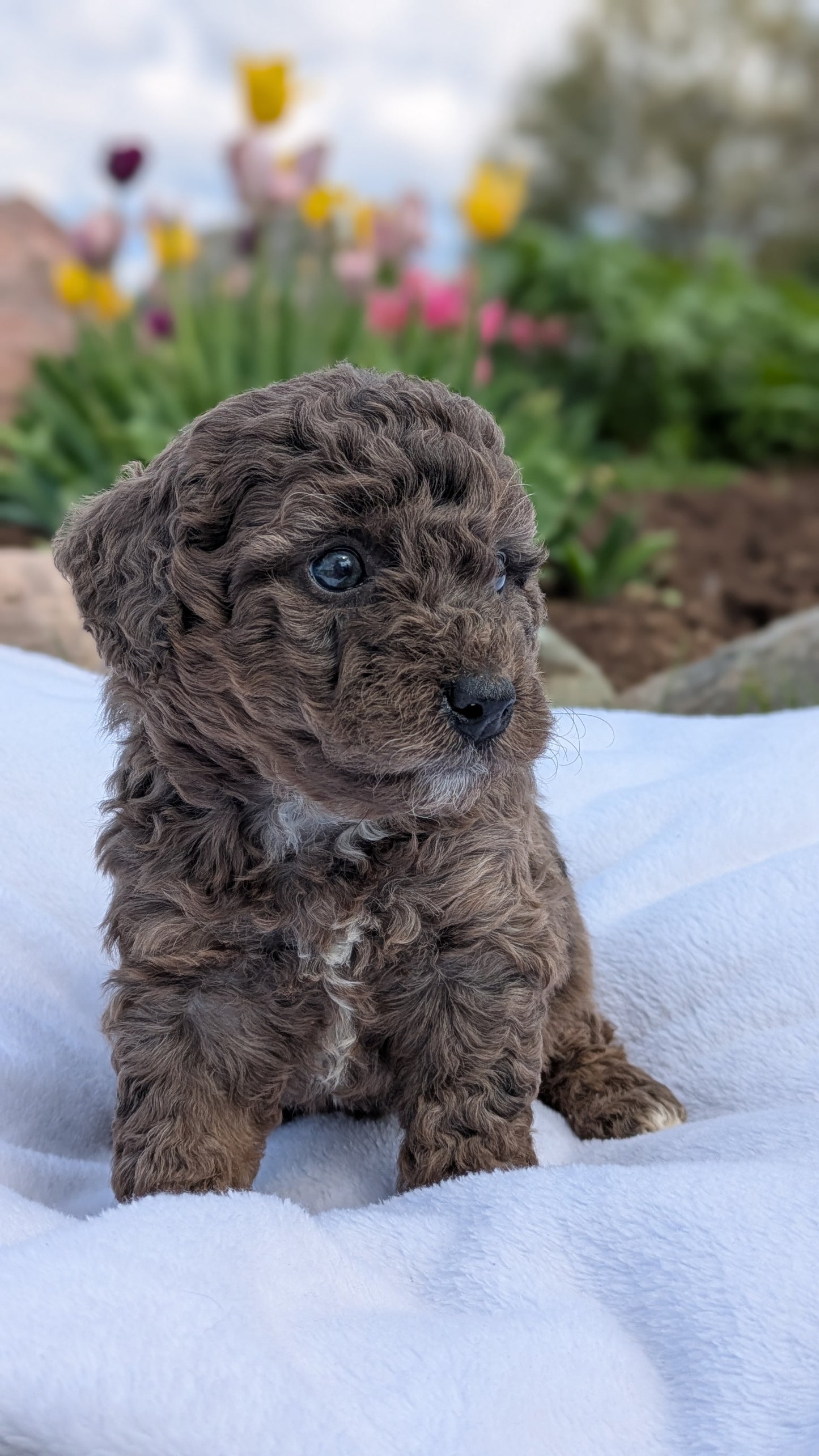 MINI BERNEDOODLE (03/30) FEMALE
