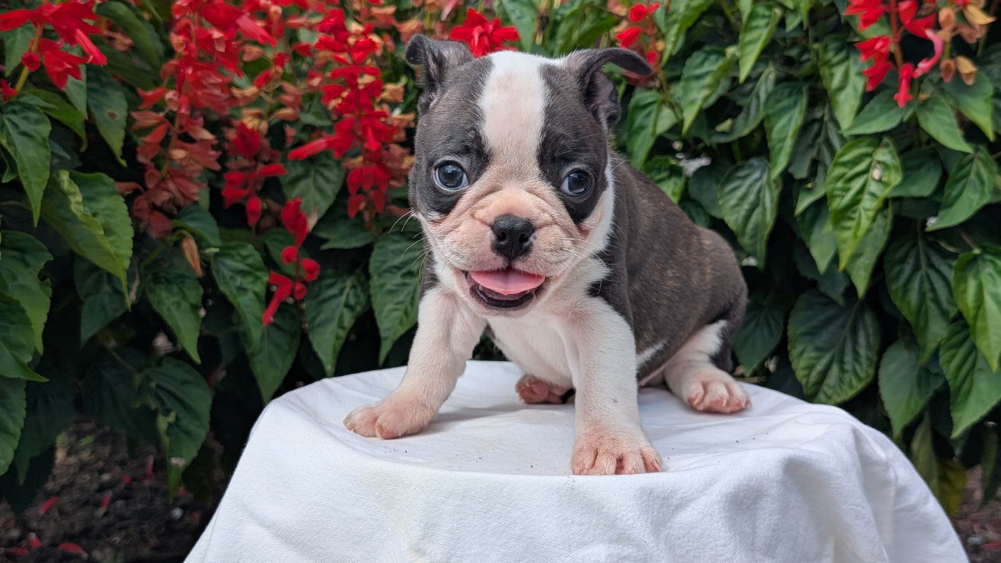 FRENCHTON (06/25) MALE